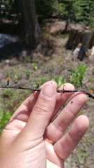Sclerotinia veratri