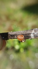 Sclerotinia veratri
