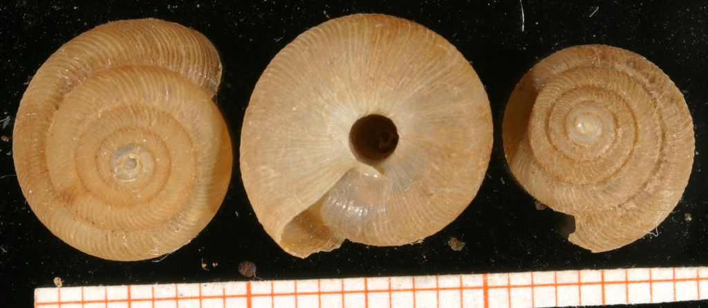 Pleurodiscidae