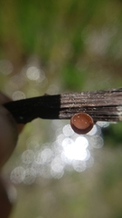 Sclerotinia veratri