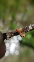 Sclerotinia veratri
