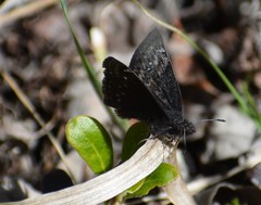Erynnis persius borealis