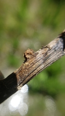 Sclerotinia veratri