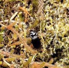 Nebria brevicollis