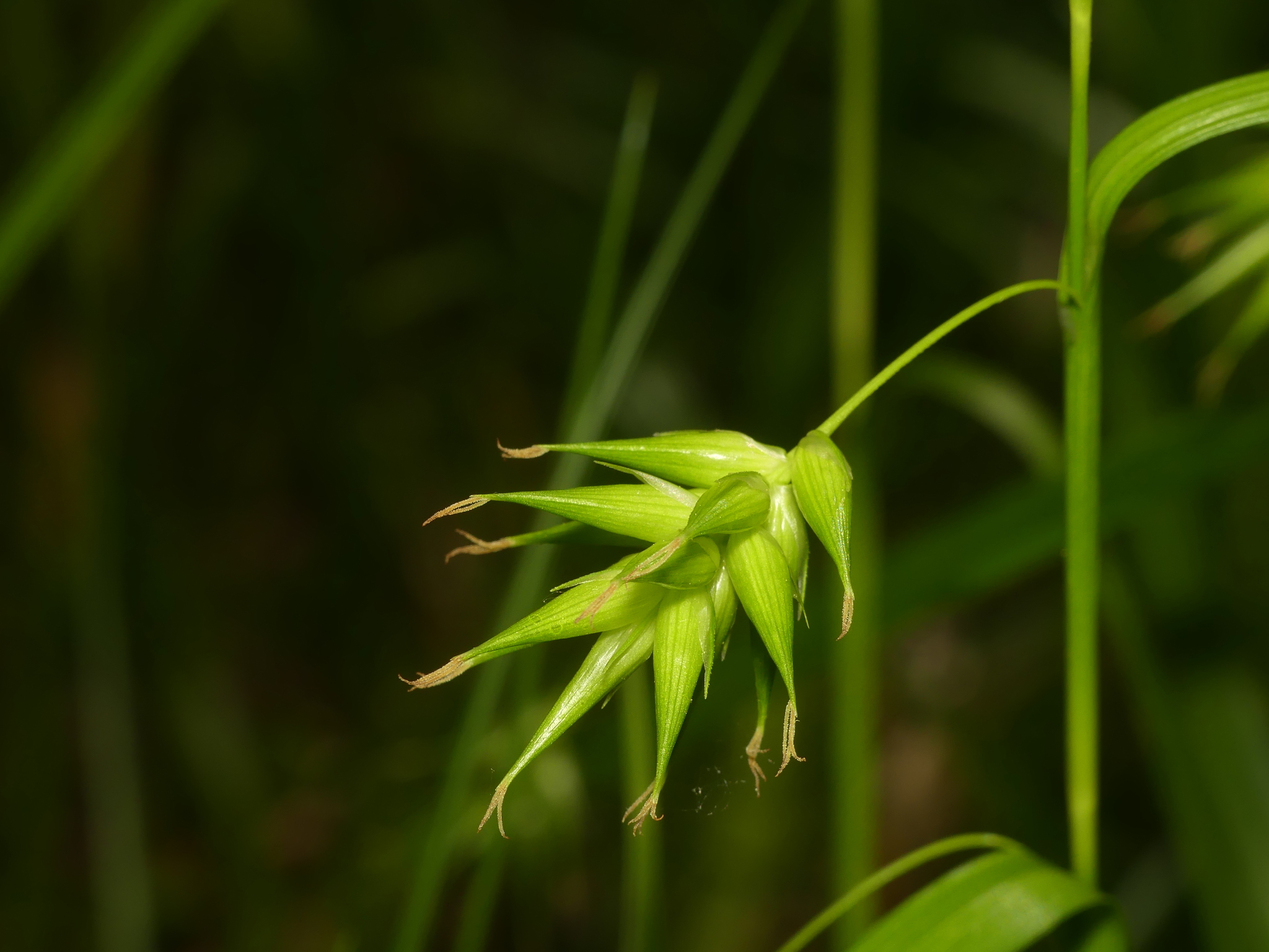 Carex folliculata