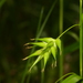 Northern Long Sedge - Photo no rights reserved, uploaded by Shaun Pogacnik