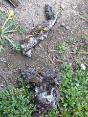 Pholidobolus montium