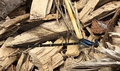 Argia tibialis
