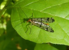 Panorpa claripennis