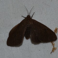 Virbia opella