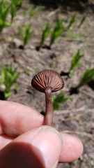 Pseudoomphalina angelesiana