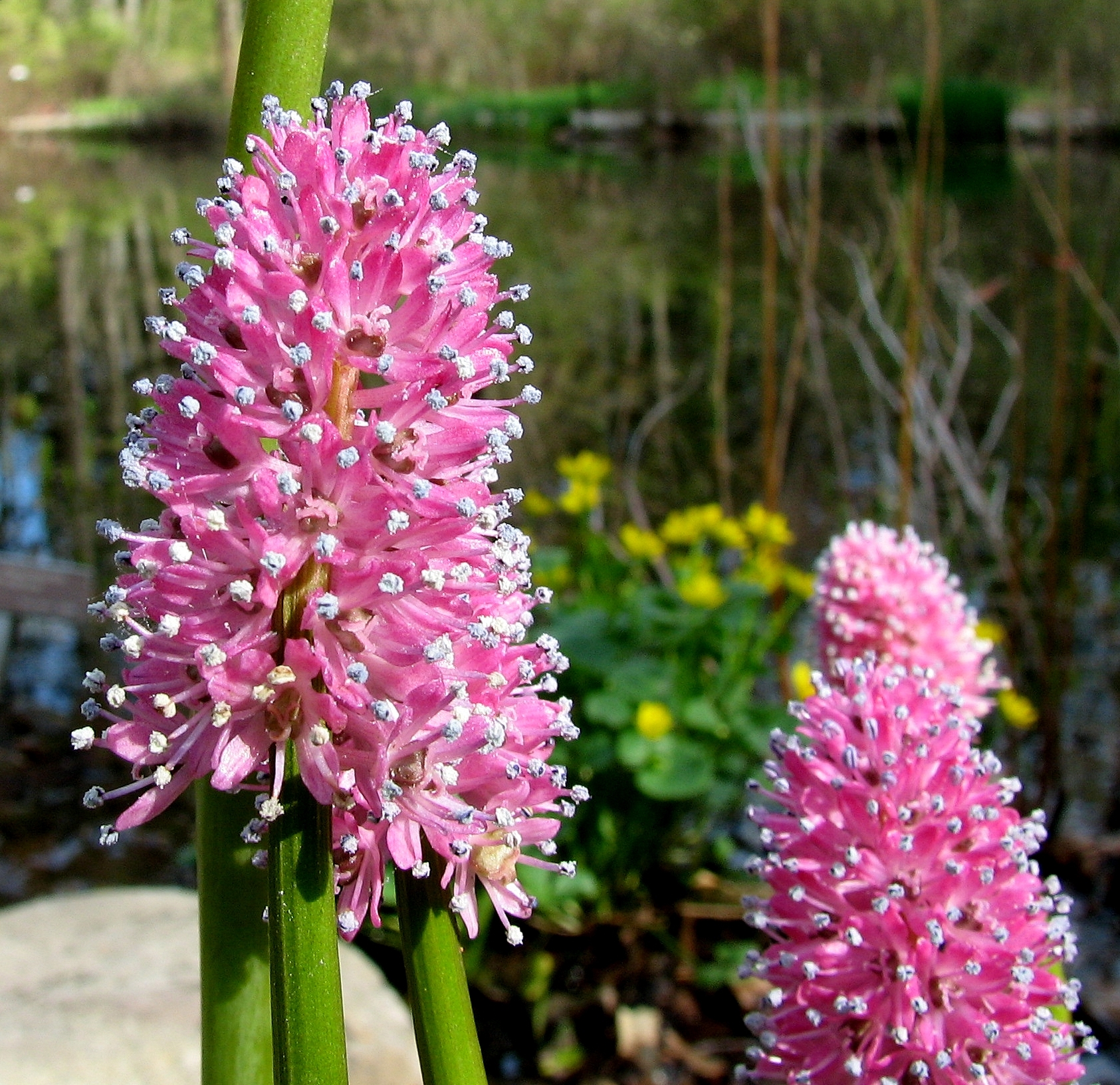 Helonias