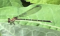 Argia tibialis