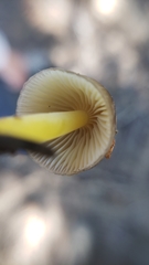 Mycena nivicola