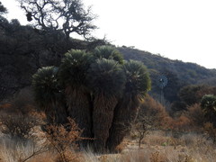 Trithrinax campestris