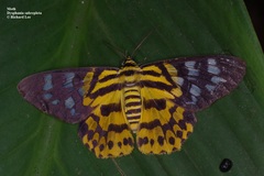 Dysphania subrepleta