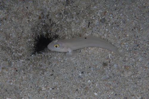 Blacktip goby (Valenciennea sexguttata) — Gobiidae — 4