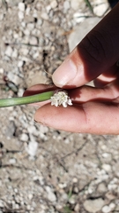 Allium obtusum obtusum