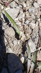 Allium obtusum obtusum