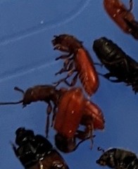 Zenodosus sanguineus