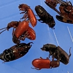 Zenodosus sanguineus