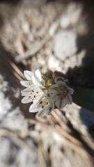 Allium obtusum obtusum