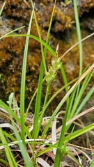 Carex deflexa boottii