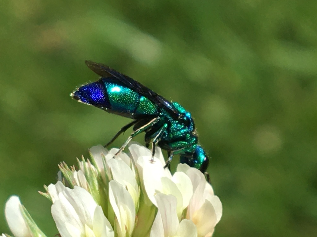 Metallic Bluishgreen Cuckoo Wasp from Trinity Hwy, Willow Creek, CA