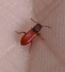 Zenodosus sanguineus