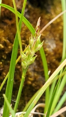 Carex deflexa boottii