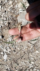 Allium obtusum obtusum