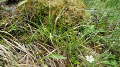 Carex deflexa boottii