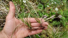 Carex deflexa boottii