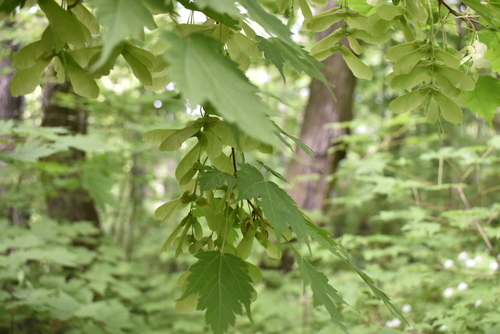 Image of Acer barbinerve by (c) Repina Tatyana, some rights reserved (CC BY)