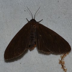 Virbia opella