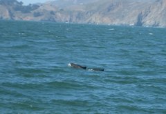 Phocoena phocoena vomerina