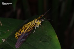 Dysphania subrepleta