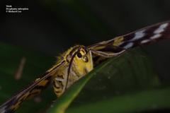 Dysphania subrepleta