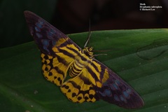 Dysphania subrepleta