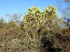 Opuntia quimilo