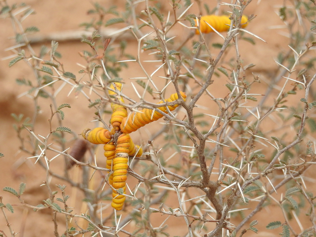 Prosopis reptans Benth. 3