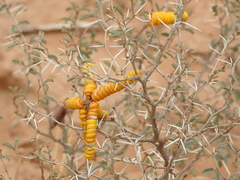Prosopis reptans