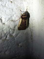 Ochropleura implecta