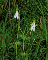 Habenaria longicorniculata