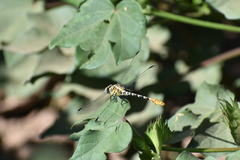 Erpetogomphus