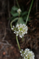 Micranthes rhomboidea