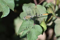 Erpetogomphus