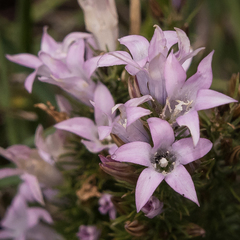 Wahlenbergia fasciculata