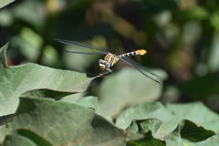 Erpetogomphus