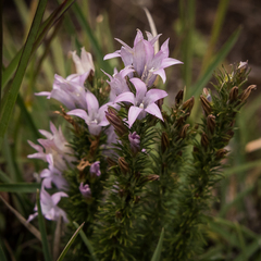 Wahlenbergia fasciculata